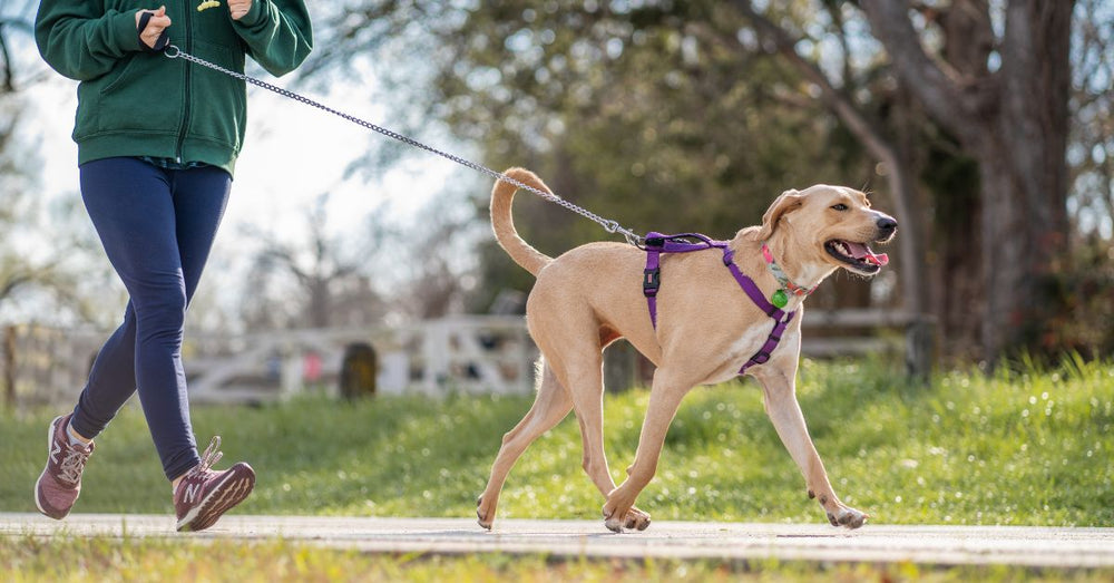 que es pasear en un perro