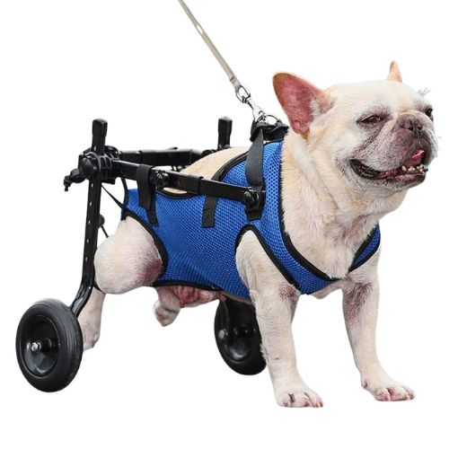 Silla de ruedas para perro